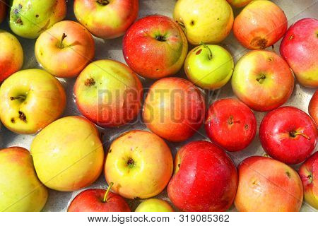 Ukrainian Bright And Colorful, Fresh Apples Plucked From A Tree And Lying With Water For Washing. Br