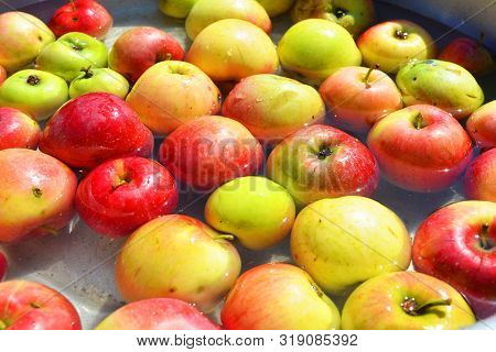 Ukrainian Bright And Colorful, Fresh Apples Ripped From A Tree And Lying In The Water For Washing. B