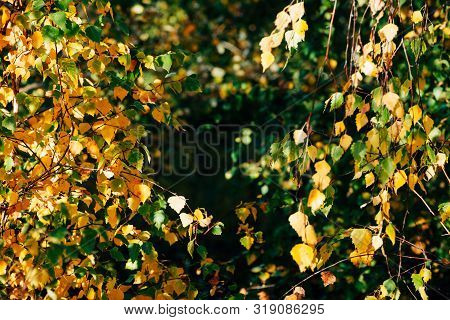 Autumn Leaves Of Birch Tree Close-up. Fall Natural Background Of Yellow Orange Green Foliage. Scenic