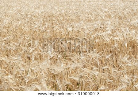 Background Of Ripening Ears Of Meadow Wheat Field. Rich Harvest.