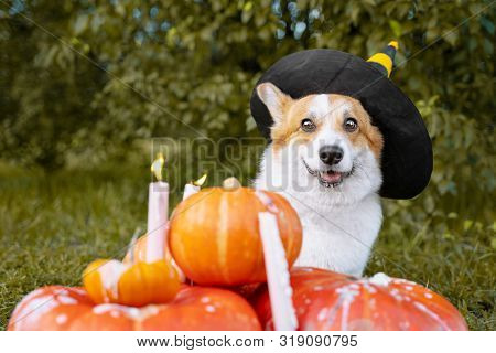 Cute Welsh Corgi Dog Dressed In A Festive Halloween Black And Yellow Witch Hat, Sitting Next Pile Of