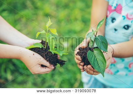 Children Plant Plants Together In Their Hands. Selective Focus.
