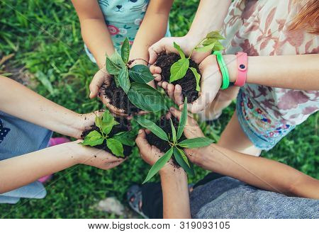 Children Plant Plants Together In Their Hands. Selective Focus.