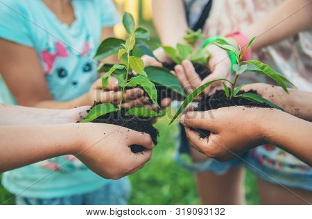 Children Plant Plants Together In Their Hands. Selective Focus.
