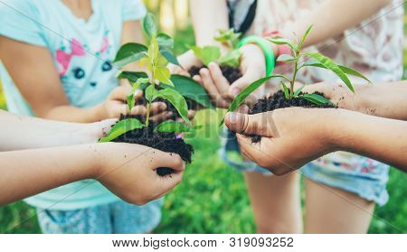 Children Plant Plants Together In Their Hands. Selective Focus.