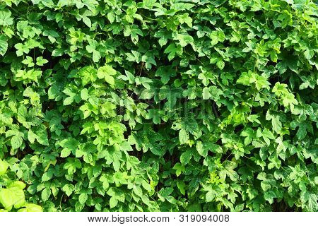 Beautiful And Vibrant Green Hop Leaves With Ripe Flowers And A Vine, Humulus Flowering Plants, Famil