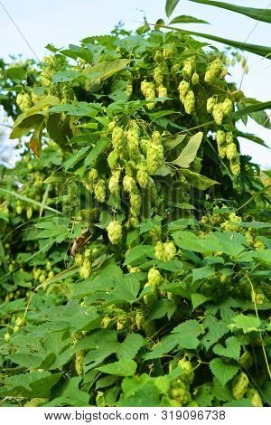 Beautiful And Vibrant Green Hop Leaves With Ripe Flowers And A Vine, Humulus Flowering Plants, Famil