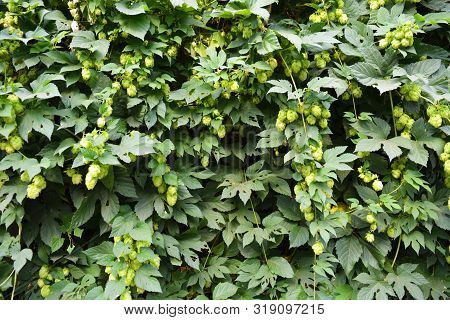 Beautiful And Vibrant Green Hop Leaves With Ripe Flowers And A Vine, Humulus Flowering Plants, Famil
