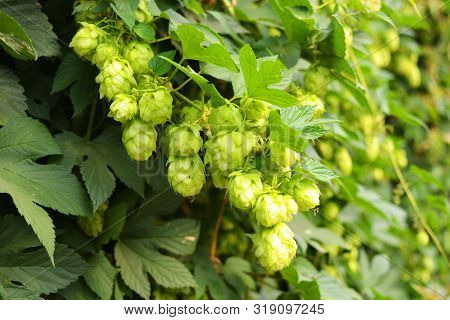 Beautiful And Vibrant Green Hop Leaves With Ripe Flowers And A Vine, Humulus Flowering Plants, Famil