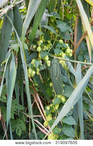Beautiful And Vibrant Green Hop Leaves With Ripe Flowers And A Vine, Humulus Flowering Plants, Famil