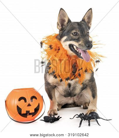 Swedish Vallhund In Front Of White Background