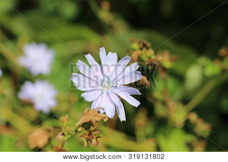 Flower Of Chicory In The Meadow Waving By The Wind. Sunny Day