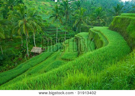 Rizs nagy hegyek a Bali, Indonézia.