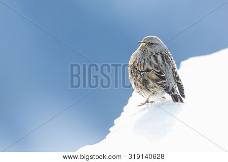 Close-up One Isolated Alpine Accentor (prunella Collaris) On Snow