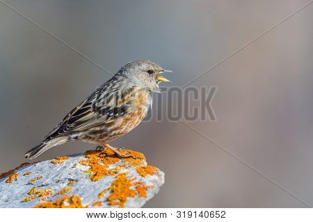 Isolated Alpine Accentor (prunella Collaris) With Open Beak Standing On Rock