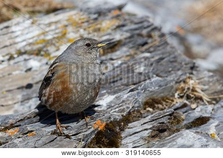 Portrait One Alpine Accentor (prunella Collaris) Standing On Rocks