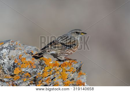 Close-up Alpine Accentor (prunella Collaris) Standing On Rock In Sunlight