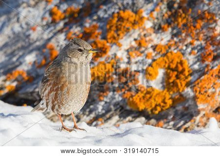 Alpine Accentor Bird (prunella Collaris) Standing On Snow In Sunshine