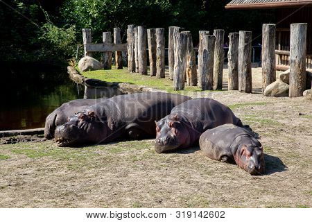 Frederiksberg, Denmark - August 25, 2019: Group Of Hippos In The Outdoor Area In Copenhagen Zoo.