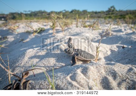 Baby Green Sea Turtle On The Beach.