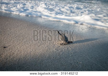 Baby Green Sea Turtle On The Beach.