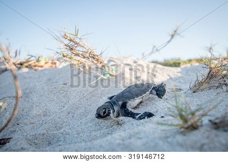 Baby Green Sea Turtle On The Beach.
