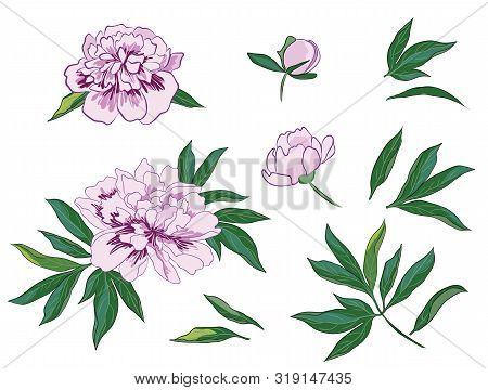 Set Of Floral Elements With White Peonies Flowers And Leaves. Hand Drawn Vector Design Concept