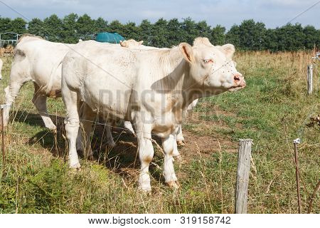 Charolaise Cows In The Field Of A Farm In Brittany