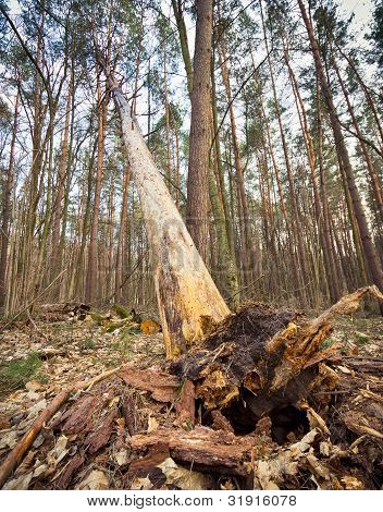 Padlý strom s vyčnívajícími kořeny