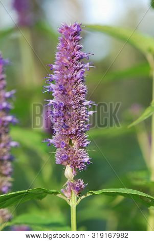 Flower Of Lophantus Anisatus Or Fragrant Giant Hyssop Closeup