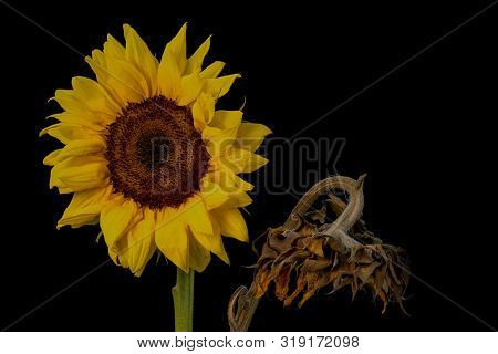 An Old Withered Sunflwer Beside A Young One Showing Two Stages Of Life - Aging Concept