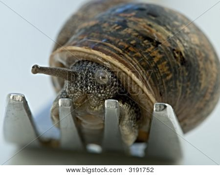 Dîner de l'escargot