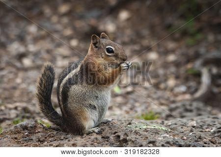Striped Tail Chipmunk Sitting On A Lava Rock