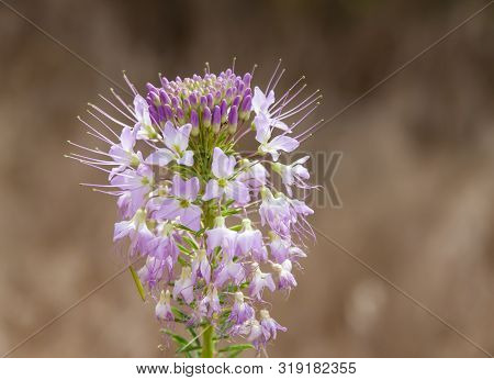Summer Desert Grouped Pink And Purple Wildflower