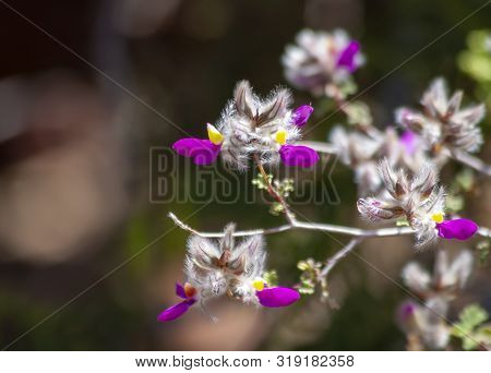 Closeup Of Desert Purple And Yellow Wildflowers