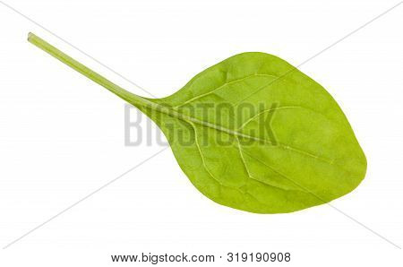 Fresh Green Leaf Of Baby Spinach Isolated On White Background