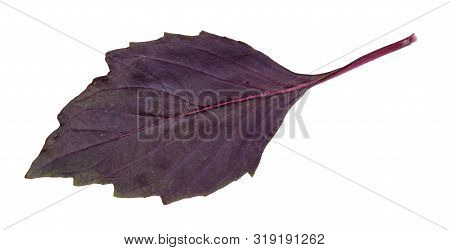 Leaf Of Fresh Dark Purple Basil Herb Isolated On White Background
