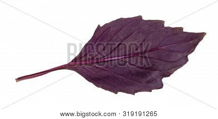 Back Side Of Leaf Of Fresh Dark Purple Basil Herb Isolated On White Background