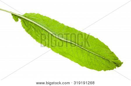 Back Side Of Fresh Green Leaf Of Horseradish Plant Isolated On White Background