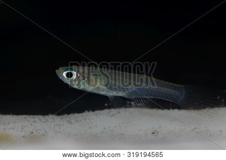 Norman Lampeye, Poropanchax Normani, A Small Ornamental Fish Form Africa