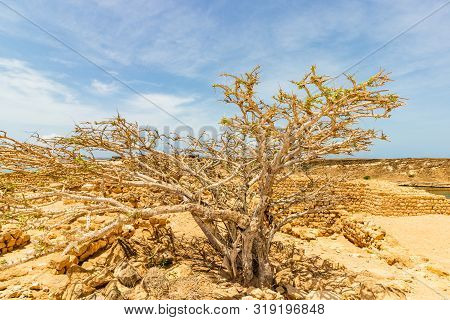 Castle Of Sumhuram, Salalah, Dhofar, Sultanate Of Oman. View Of An Old Tree Growing Between The Rock
