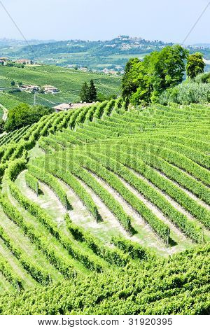 Vineyars poblíž Barbaresco, Piemont, Itálie