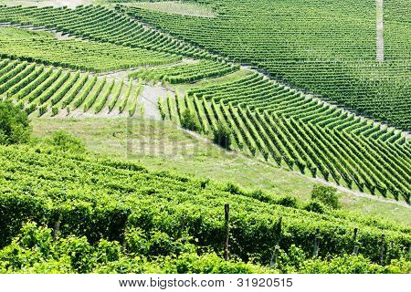 Vineyars poblíž Barbaresco, Piemont, Itálie