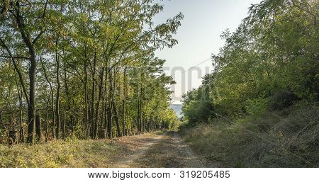 Cut Trees By The Side Of The Road To Allow The Road To Pass