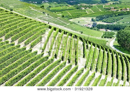 Vineyars poblíž Barbaresco, Piemont, Itálie