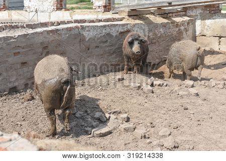 Happy Pig Rolling In Mud.mangalitsa The Woolly Sheep-pig, Healthy Environment And Organic Food Produ