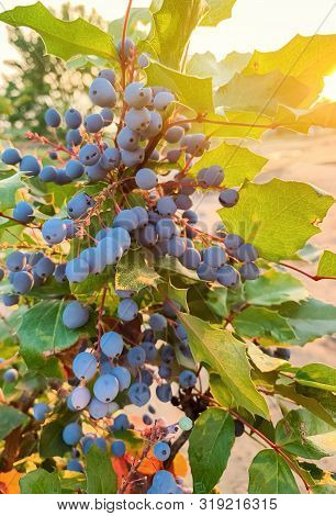 Blue Berries Mahonia Aquifolium (oregon-grape Or Oregon Grape) And Bush Is A Species Of Flowering Pl