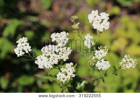 Medicinal Wild Herb Yarrow Achillea Millefolilium . The Plant During Flowering , Closeup.