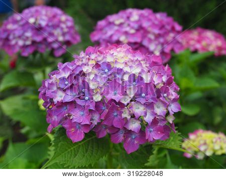 Hydrangea Flowers Bush. Pink Hydrangea. Home Garden Of Hydrangea. Beautiful Blooming Of Macrophylla 