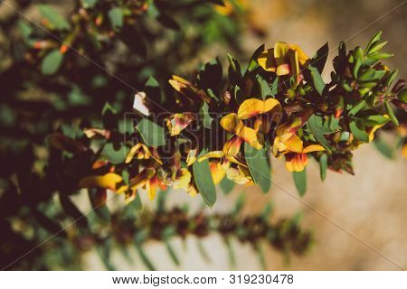 Eutaxia Obovata (also Called Egg And Bacon Plant) With Green Spiky Leaves And Yellow Flowers, Shot A